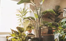 5 loại cây cảnh ngăn ngừa nấm mốc và giúp bầu không khí trong lành