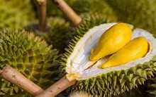 Xuất khẩu "trái cây vua" sang Trung Quốc tăng nóng gần 300% chỉ trong 2 tháng đầu năm, người Thái lo sợ mất ngôi "quán quân" vào tay Việt Nam