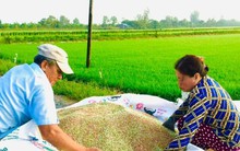 Giá phân bón giảm thấp nhất trong 2 năm qua