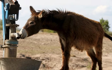 Khi Trung Quốc khát lừa: Tại sao một loài động vật dùng để kéo xe ở Châu Phi lại đến bên bờ tuyệt chủng vì ngành kinh doanh 7 tỷ USD?