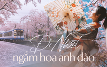 Người Việt sang Nhật du lịch cao kỷ lục để ngắm mùa hoa anh đào, cùng lịch trình tháng 5 nếu chưa sợ muộn