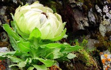 "Bách Thảo Chi Vương" trong truyền thuyết giá gần 100 triệu đồng/kg, được giới nhà giàu Việt săn lùng để bồi bổ sức khỏe