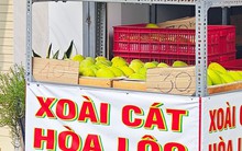 Xoài cát Hòa Lộc giá rẻ chưa từng có