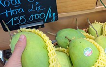 Vì sao xoài cát Hòa Lộc rớt giá còn 30.000 đồng/kg?