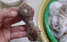 Người mua dứt khoát phải tránh, người bán càng nên thận trọng: Loại bạch tuộc độc gấp 50 lần rắn hổ mang, gây tử vong nhanh