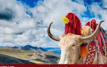 Con gái lấy chồng, bố mẹ cho 100 con bò làm của hồi môn gây xôn xao