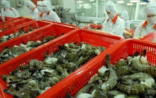 Ngành tôm Việt Nam mất 10.000 tỉ đồng vì kháng sinh