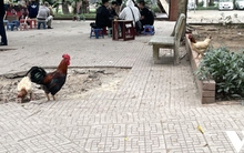 Những công viên đang kêu cứu