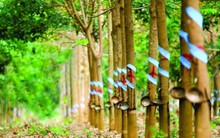 Cao su Phước Hòa (PHR) báo lãi quý 1/2023 giảm 22%