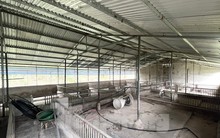 Cám cảnh trại lợn tiền tỷ trống trơn, người nuôi ‘treo chuồng’