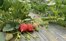 Giá bỗng giảm mạnh, "nỗi buồn" dâu tây