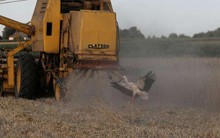 Đau đầu vì nông sản Ukraine, EU bơm gấp 100 triệu euro