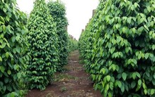 Giá hồ tiêu đồng loạt tăng nhẹ sau nhiều ngày trầm lắng