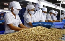 Doanh nghiệp điều Việt Nam 'kêu cứu'