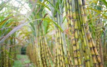 Vị ngọt mía đường: SLS mỗi ngày thu hơn 4 tỷ, không phải nộp thuế TNDN, cổ phiếu liên tiếp phá đỉnh