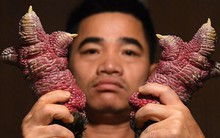 Báo Pháp viết về giống gà "thượng phẩm" của Việt Nam: Có thời chỉ phục vụ vua chúa, giá hiện tại có thể lên tới 40 triệu đồng/con