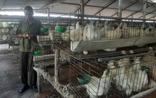 Chăn nuôi gia cầm ở Tiền Giang “tiến thoái lưỡng nan”