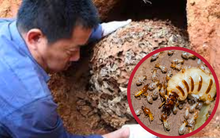 Loài vật nhỏ bằng con kiến nhưng đe dọa cả một con đập ở Trung Quốc: Có sức mạnh “ăn mòn” sắt thép, gây thiệt hại hàng triệu USD