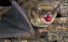 Đi lượm đồ thừa của dơi, người dân một vùng 'đổi đời':  Bất ngờ với cách tạo ra loại đồ uống đắt nhất thế giới