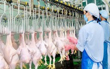 Thịt, trứng trong nước dư thừa, Việt Nam vẫn ồ ạt nhập thực phẩm ngoại