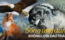 Không lo đào thải, dễ đạt đỉnh vinh quang, phải nhớ: ĐẠO của sói, TRÍ của cáo, MƯU của đại bàng