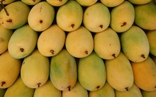 Việt Nam là thị trường cung cấp xoài lớn thứ 3 cho Hàn Quốc