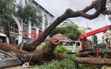 Ít nhất 2 người bị thương trong vụ bật gốc cây xanh ở quận 1