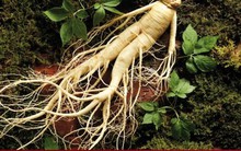 Nhân sâm đại bổ nhưng có thể hoá 'thuốc độc' nếu dùng sai cách