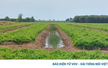 Nông dân bán khoai mỡ giá đạt kỉ lục 28.000 đồng/kg