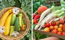 Khu vườn đủ loại rau sạch của nhà có 3 chị em gái