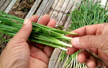 Loại rau giúp ngăn ngừa ung thư và loãng xương quen thuộc trong bài thuốc chữa ho dân gian của người Việt