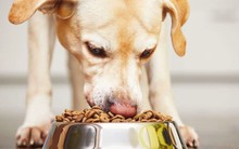 Có một thế hệ đang đối xử với thú cưng "như con đẻ": Chi không tiếc tiền, thậm chí trì hoãn việc trở thành cha mẹ vì... vật nuôi