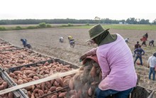 Khoai lang chính ngạch đầu tiên sắp xuất sang Trung Quốc