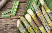 Giá đường thế giới lên cao nhất 11 năm, một cổ phiếu mía đường "phá đỉnh" lịch sử