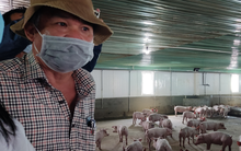 Bầu Đức không nuôi 1 triệu con heo ăn chuối như dự tính