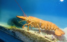 Đặc sản "30 triệu con mới có một" từng xuất hiện tại Việt Nam: Thịt vừa ngon, vừa bổ dưỡng, khách trả 150 triệu đồng không bán