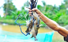 Phó Giám đốc C.P Việt Nam: Tôm Bến Tre có một đặc điểm "chưa nước nào làm được", có thể làm thương hiệu như thịt bò Kobe Nhật Bản
