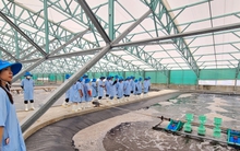 Bình Định sắp có khu nuôi tôm công nghệ cao gần 1.500 tỷ đồng