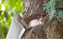 Cận cảnh cây xanh Hà Nội "nghẹt thở" vì bị "gông cùm" và đóng đinh