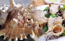 Mỹ vị loại ốc sư tử, đặc sản trên vùng biển Cô Tô