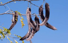 Loại quả 'cong queo, lép kẹp' ở Việt Nam được Trung Quốc bán với giá cao gấp 10 lần