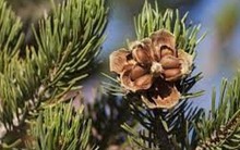 Thứ hạt cây vô chủ, nằm "lơ lửng" giữa trời mang về thu nhập cả trăm triệu đồng/tháng: Không có "bữa trưa" nào miễn phí!