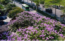 Lãng mạn sắc tím bằng lăng trên phố phường Hà Nội