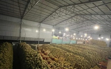 Bùng nổ sầu riêng ở Tây Nguyên: Biết người biết ta trong cuộc cạnh tranh lớn