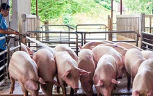 Giá lợn hơi tăng trở lại