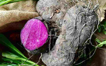 9 loại thực phẩm "dọn sạch rác thối", ăn mỗi ngày giúp máu sạch trong, cơ thể nhẹ nhàng như trẻ ra chục tuổi