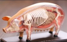 7 bộ phận của con lợn "vừa bẩn vừa độc", ưa thích tới mấy cũng nên hạn chế ăn, đặc biệt là số 7