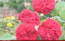 Thu nhập tiền tỷ nhờ hoa hồng