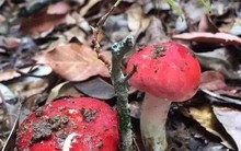 Loại nấm ở Việt Nam được ví như "vàng đỏ", chỉ mọc 2 lần/năm khiến thương lái Trung Quốc săn lùng, có bao nhiêu mua bấy nhiêu