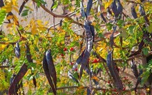 Ở Trung Quốc đắt gấp 10 lần ở Việt Nam: Thứ quả từng gây sốt đến 'cháy hàng' tại Hà Nội vì công dụng 'thần thánh' với ngôi nhà